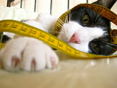 Cat measuring Tape