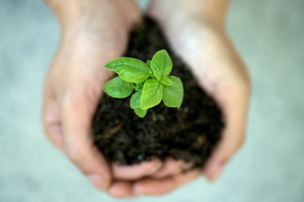 Hands holding dirt with a small green flower growing out of it.