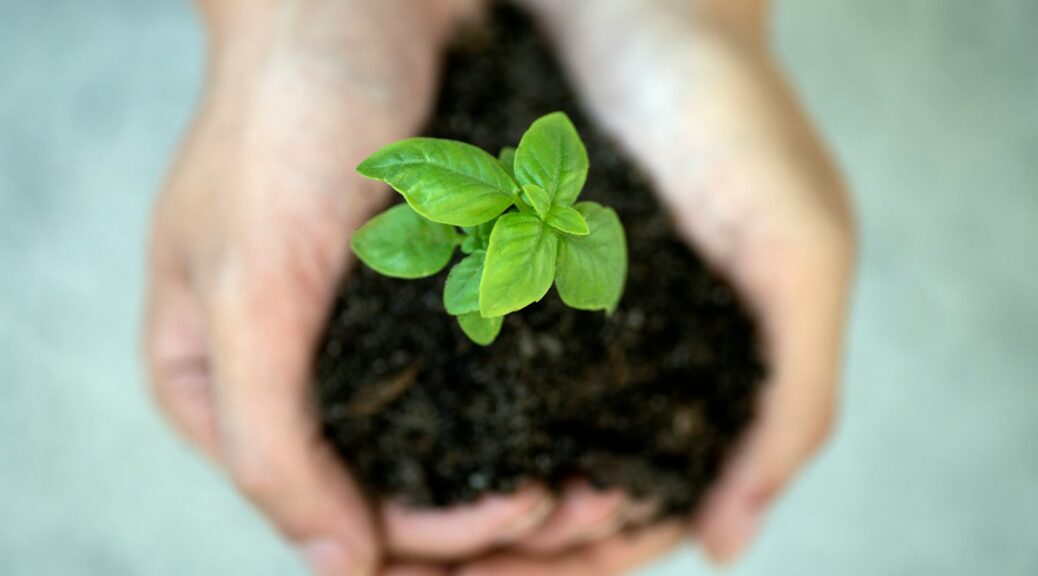 Hands holding dirt with a small green flower growing out of it.