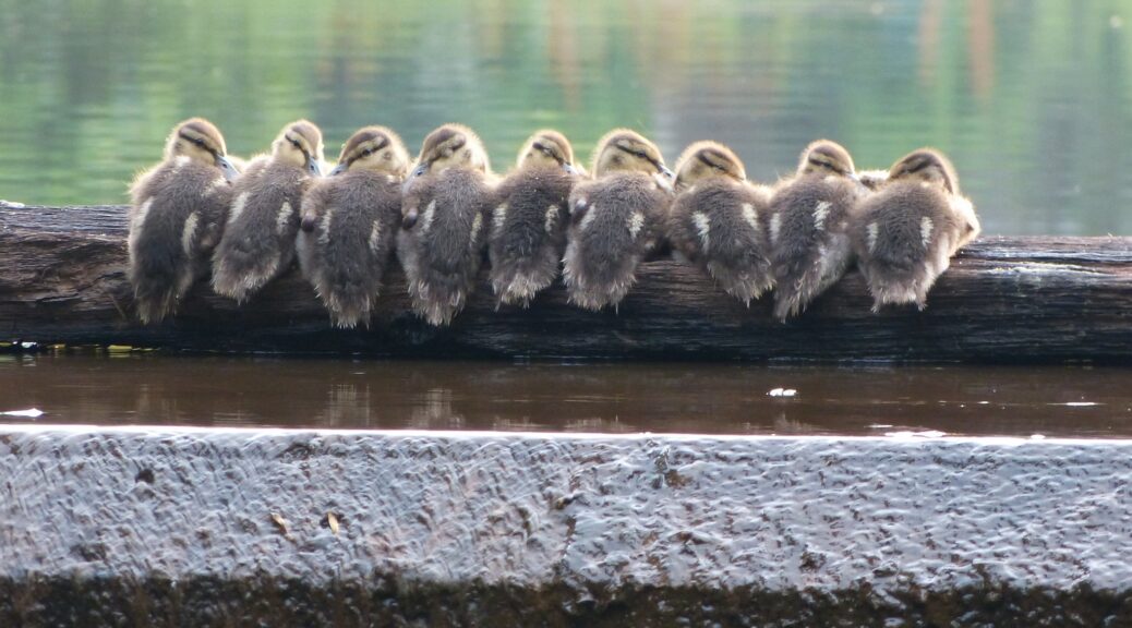 A row of adorable, fuzzy baby ducklings sitting on a log in the edge of a body of water.