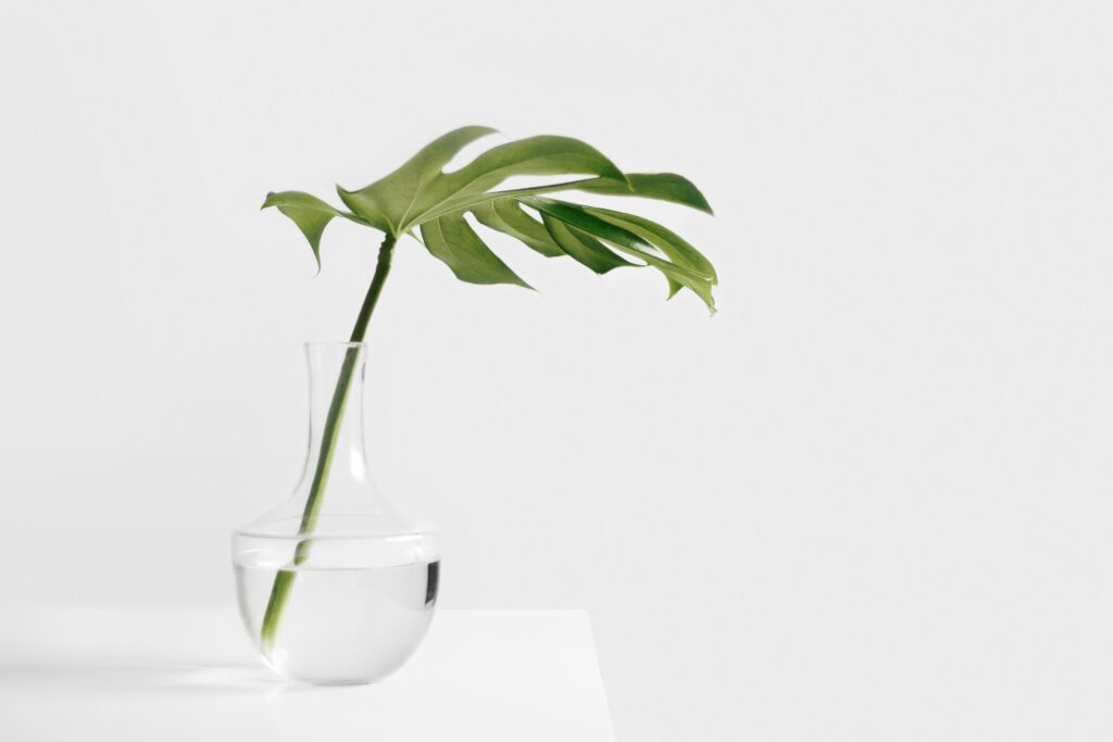 One leaf on a stem in a glass vase with water with a white table and white background representing simplicity.