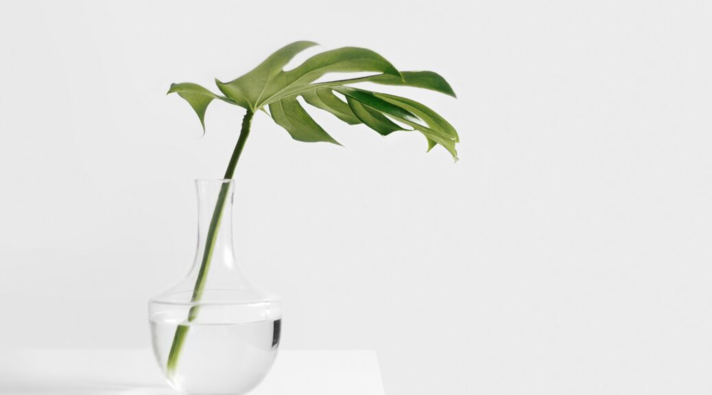 One leaf on a stem in a glass vase with water with a white table and white background representing simplicity.