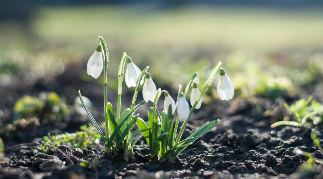 White snowdrop flowers with green stems and leaves