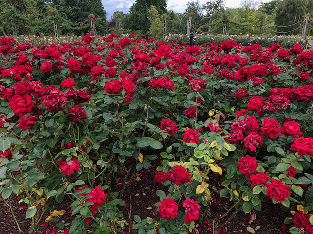 A whole bunch of red rosese