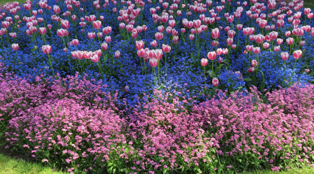 Pink and white tulips in a circle of tiny blue flowers surrounded by a ring of tiny pink flowers planted in a circular flower bed in Greenwich Park UK